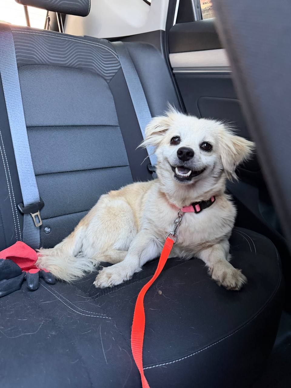 Чудо на заднем сиденье машины